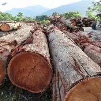 Red Meranti Wood