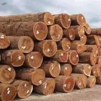 Teak Wood
