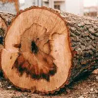 Oak Wood
