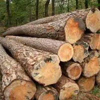 Pine Wood