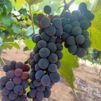 Grapes