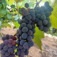 Grapes
