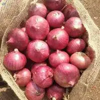 Fresh onion