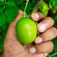 Fresh Lemon