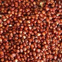 Red Sorghum