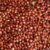 Red Sorghum