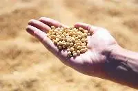 Soybean