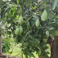 Totapuri Mango