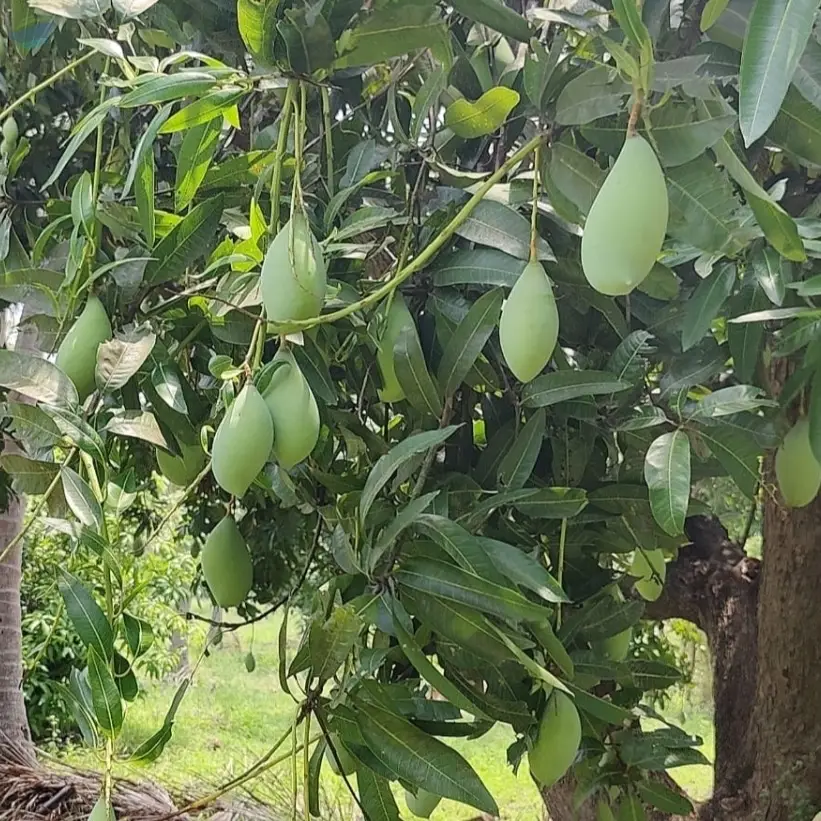 Totapuri Mango