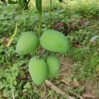 Benisha/Bagenpally Mango