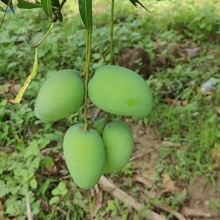 Benisha/Bagenpally Mango