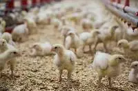 Poultry