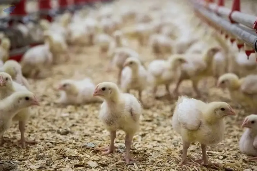 Poultry