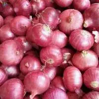 Fresh Onions