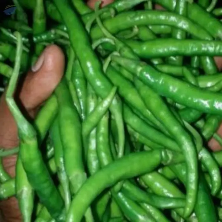 Green Chillies