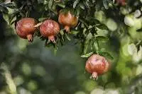 Pomegranate