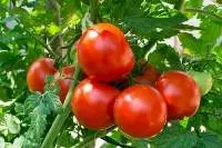 Tomatoes