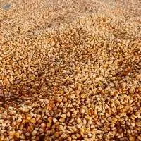 Maize