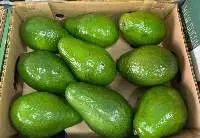 Avocado Jumbo