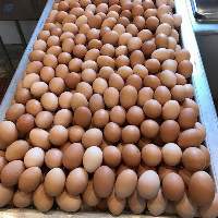 Brown Table Eggs 