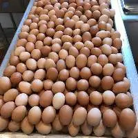 Brown Table Eggs 