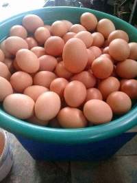 Farm Fresh Chicken Eggs  