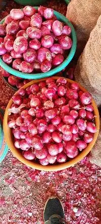 Wholesale Onions  