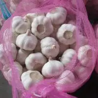 Organic Garlic Bulbs  