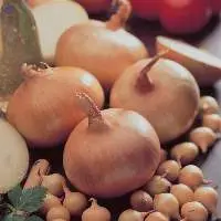 Fresh Yellow Onion/ Red Onion