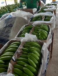 Premium, Ecuadorian Banana