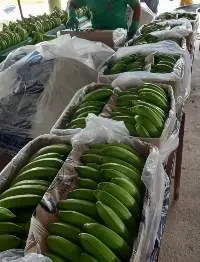 Premium, Ecuadorian Banana