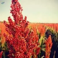 Red Sorghum