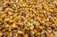 Feed Corn