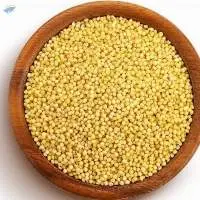 Foxtail millet
