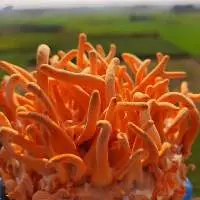 Cordyceps militaris