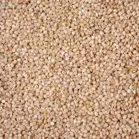 Proso millet