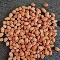 Groundnut