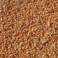 Cattle Feed Maize