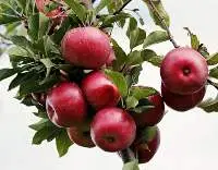 Red Delicious Apple Iran
