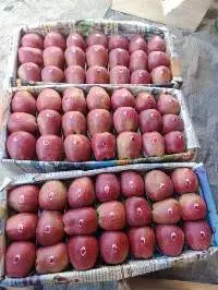 Kashmiri Apple
