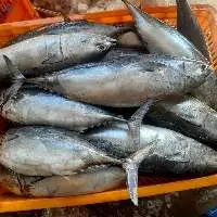 Frozen Bonito Whole Round