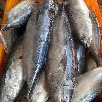 FROZEN BONITO WHOLE ROUND