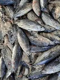 Frozen Skipjack tuna whole round