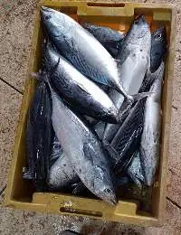 Frozen Bonito Tuna Whole Round