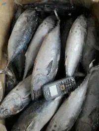 Frozen Bonito Tuna Whole Round