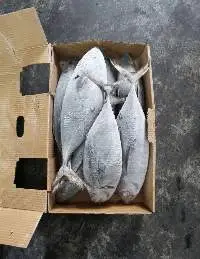 Frozen Bonito Tuna Whole Round
