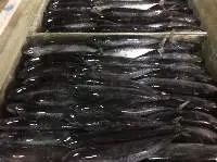 Frozen Bullet Tuna  Whole Round