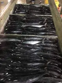 Frozen Bullet Tuna Whole Round
