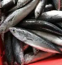 Frozen Bullet Tuna Whole Round( Auxis Rochei )