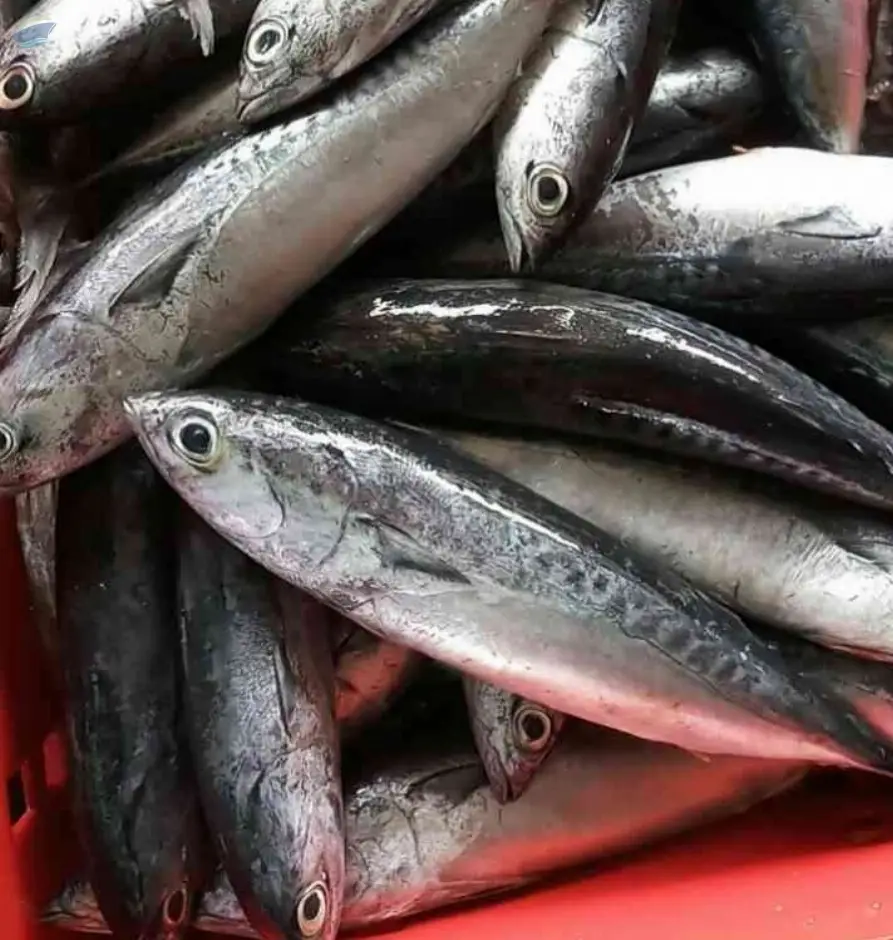 Frozen Bullet Tuna Whole Round( Auxis Rochei )
